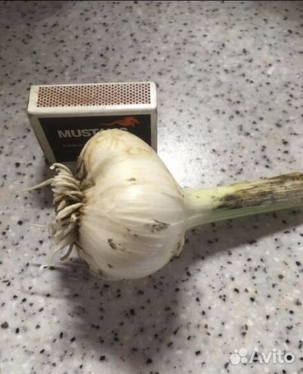 Чеснок озимый сортовой