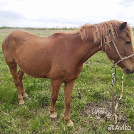 Лошадь кобыла