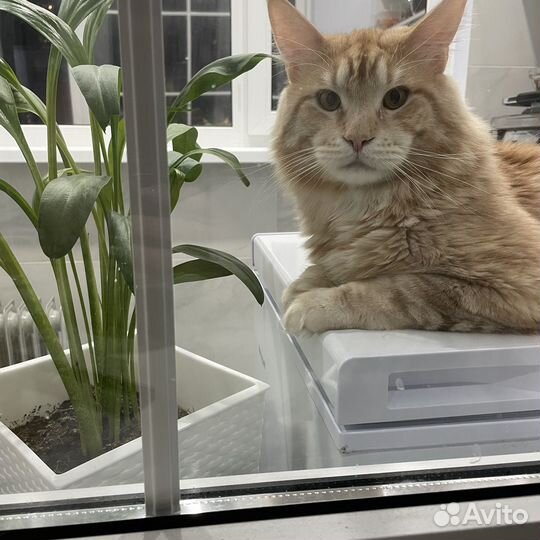 Кот мейн-кун