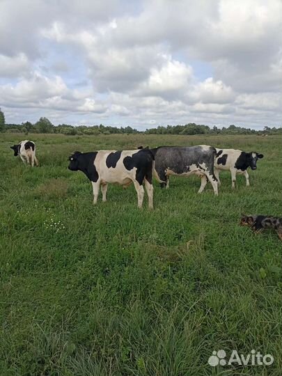 Быки и телки