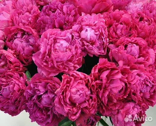 Пион Сара Бернар ярко-розовая