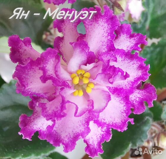 Сортовые фиалки