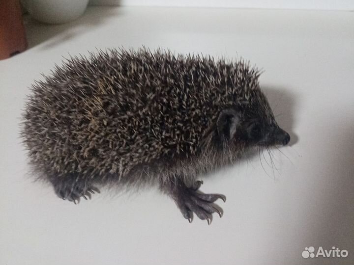Домашний ежик
