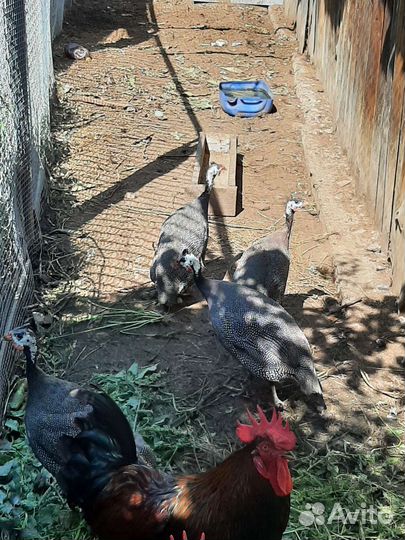 Семья цесарок