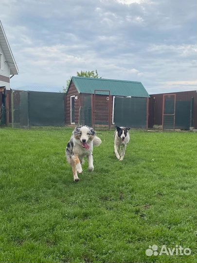 Гостиница для животных