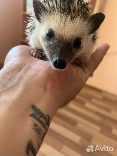 Африканский карликовый еж (Вязка)