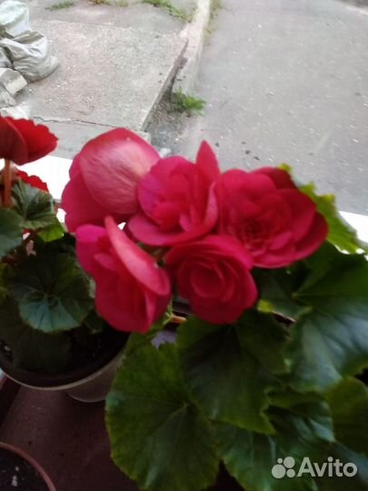 Бегонии элатиор