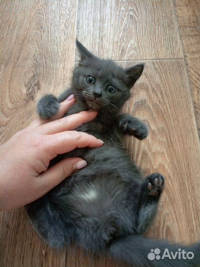Британские котята