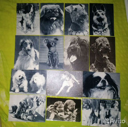 Открытки - животные