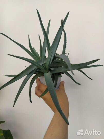 Алоэ столетник