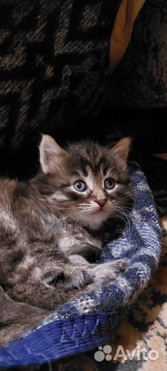 Котята сибирской кошечки