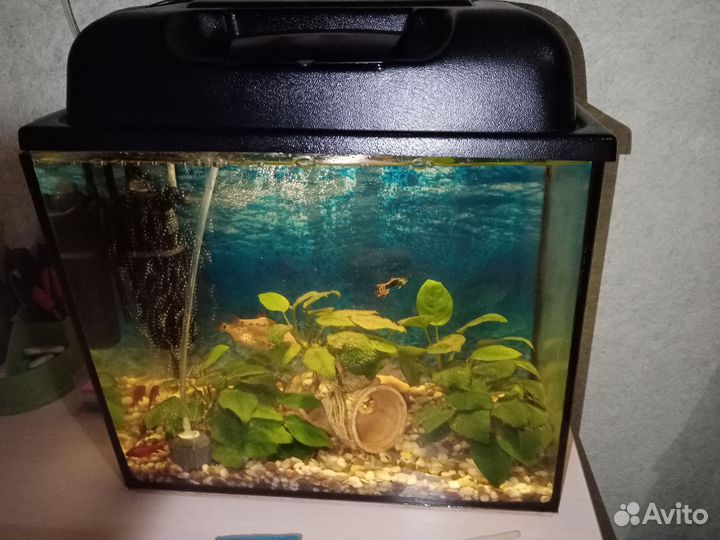 Аквариум с рыбками