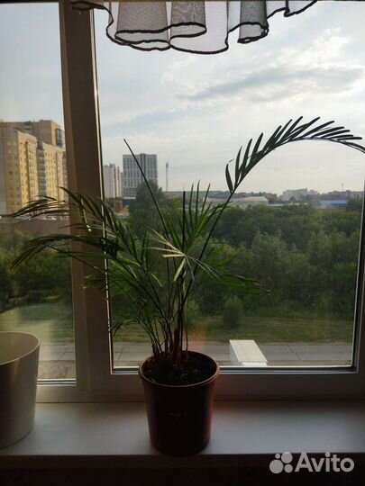 Комнатные растения