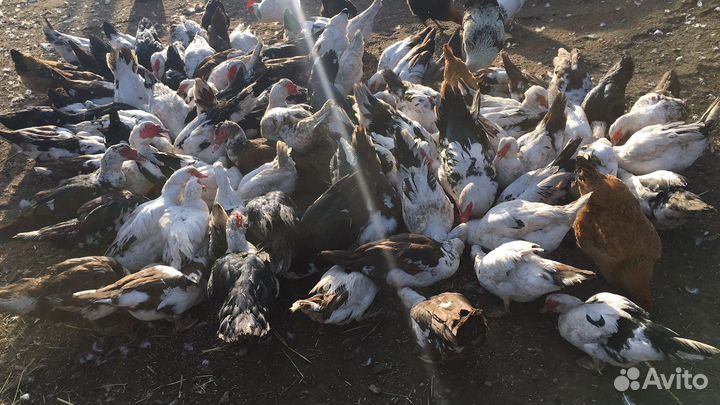 Продам индоутки и утаки