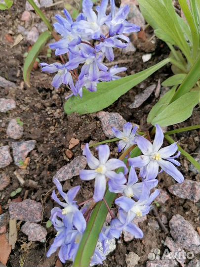 Луковичные растения на осень