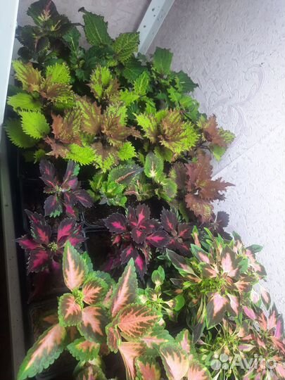 Рассада цветов