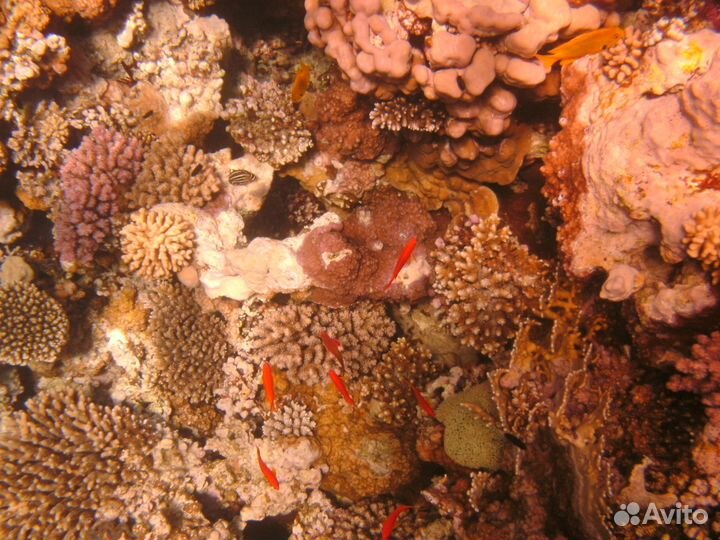 Фотоаппарат подводный Sealife DC1200 Elite