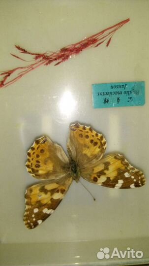 Рамка для фото с бабочкой