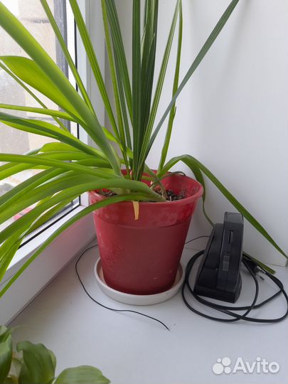 Индийский лук