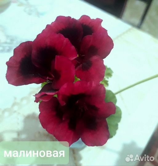 Королевская пеларгония