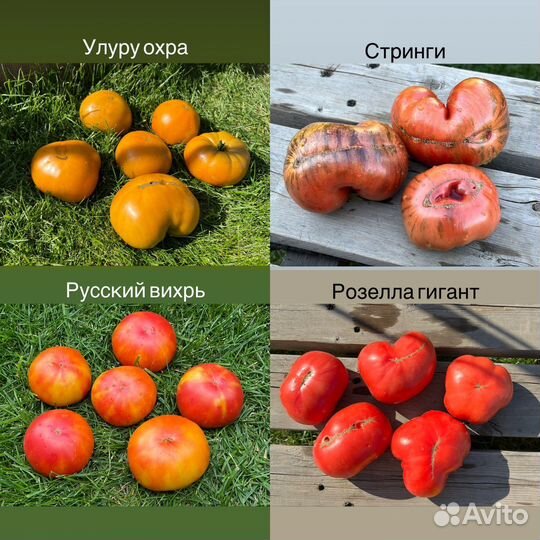 Гном томатный