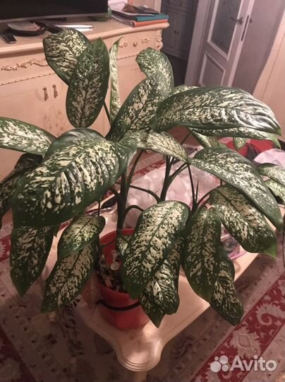 Диффенбахия