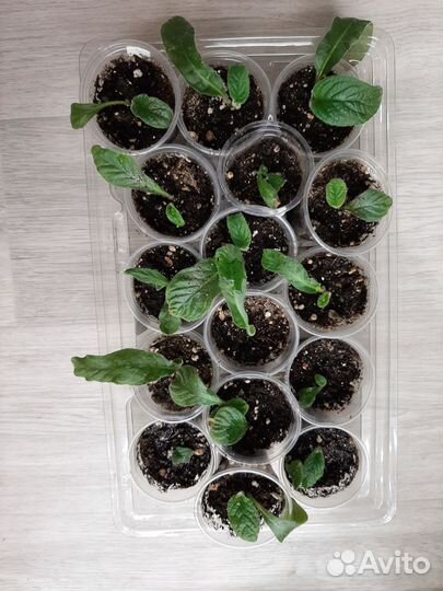 Детки стрептокарпусов