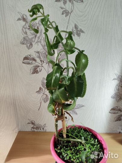 Каланхоэ лечебное