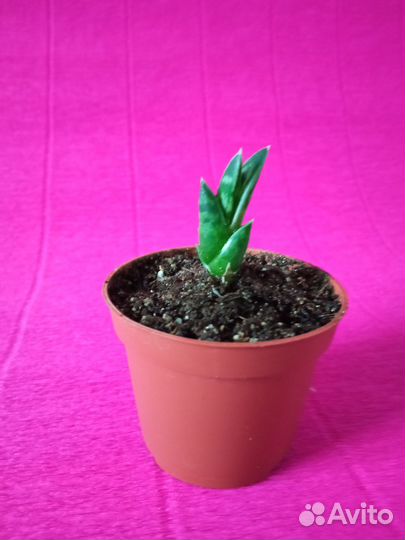 Суккуленты