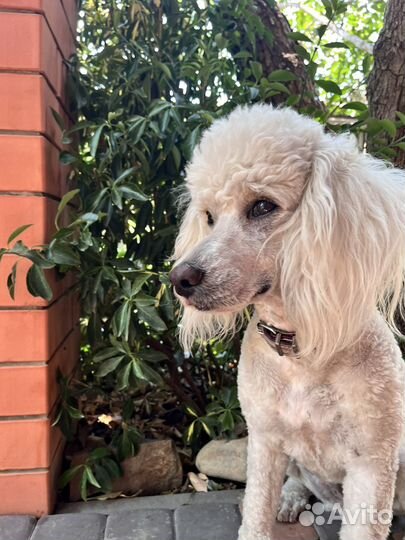 Вязка средного малого пуделя