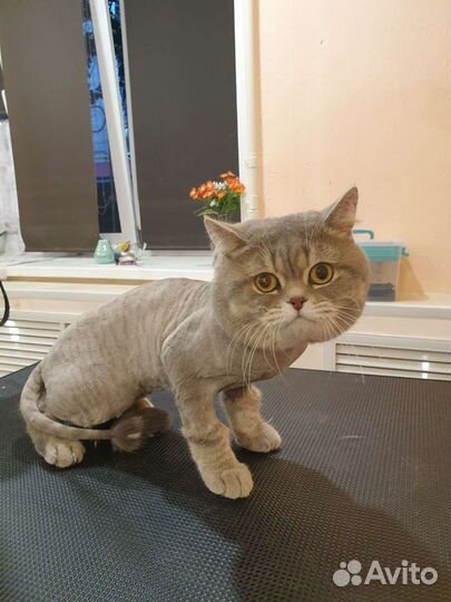 Стрижка кошек