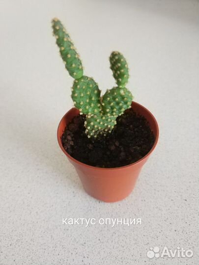 Суккуленты