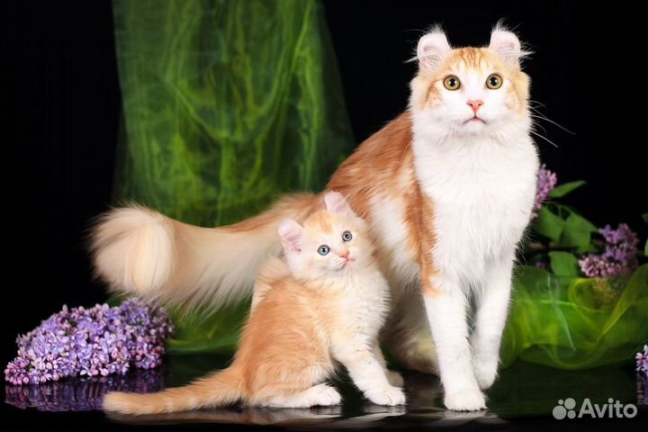 Американский кёрл котята