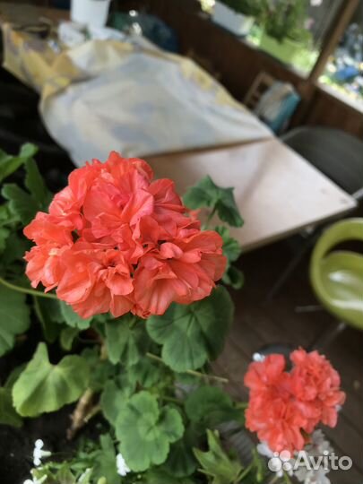 Пеларгония сортовая