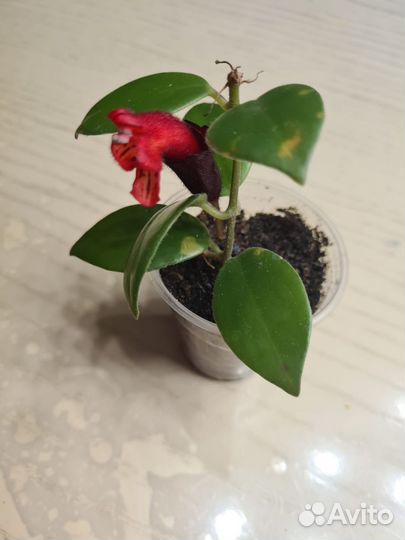 Эсхинантус