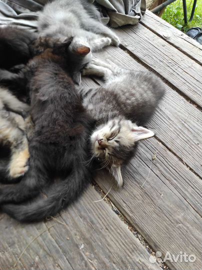 Кошка в дар бесплатно