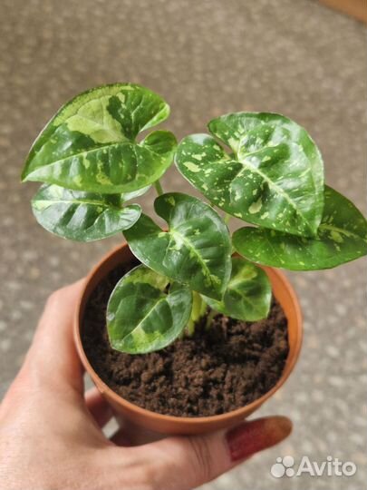 Драцена. Фил. Эписция