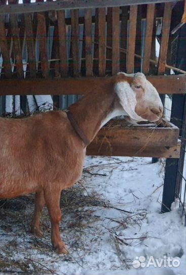 Коза нубийская