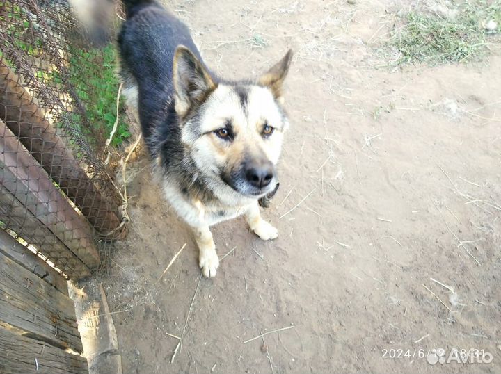 Помогите пристроить собаку