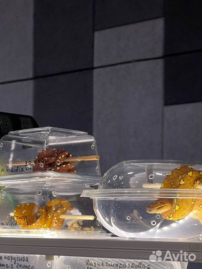 Змея зеленая-древесная