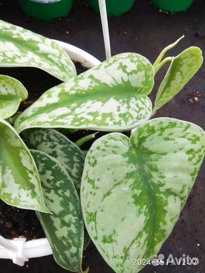 Сциндапсус (Эпипремнум) Сильвер Сплеш