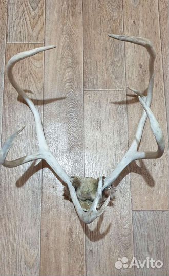 Рога оленя