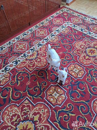 Щенки чихуахуа мини девочки