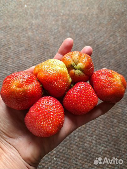 Рассада клубники