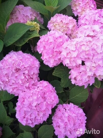 Гортензия крупнолистная