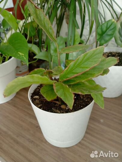 Калатея руфибарба