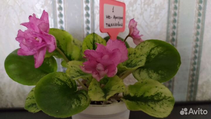 Фиалки сортовые