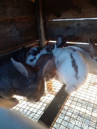 Калифорнийские кролики