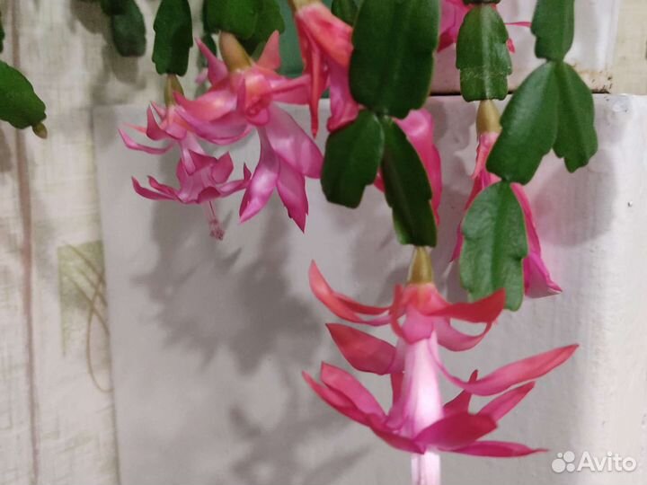 Декабрист цветет яркими розовыми цветамиВ Сомбатхе