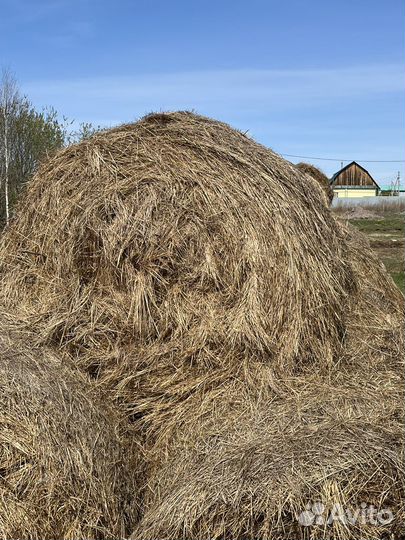 Сено 2022 самовывоз